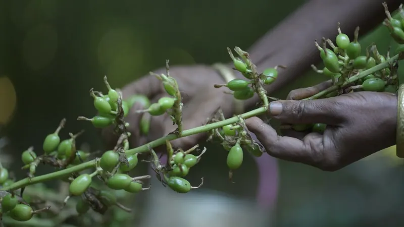 Hand-picked green cardamom in Idukki